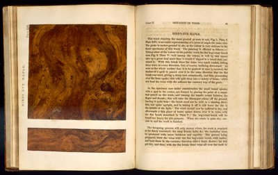 Birds Eye Maple、1827年の「木材の模倣」からのプレートXIII 作： Nathaniel Whittock